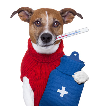 Erste-Hilfe-Hund-Tierarzt