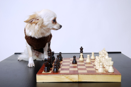 Chihuahua spielt Schach