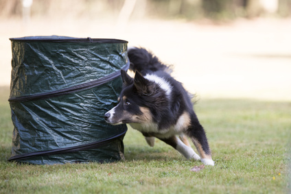 Dog, Border Collie, agility training