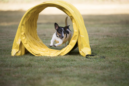 Dog, Jack Russel Terrier, running through agility tunnel