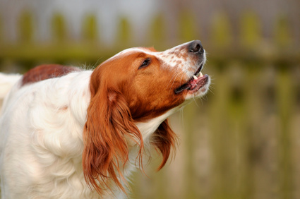 Körpersprache/Ausdrucksverhalten – Wie kommuniziert mein Hund?