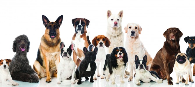 Hund und Katze bzw. Mehrhundehaltung! Hund und Katze bzw. Mehrhundehaltung!