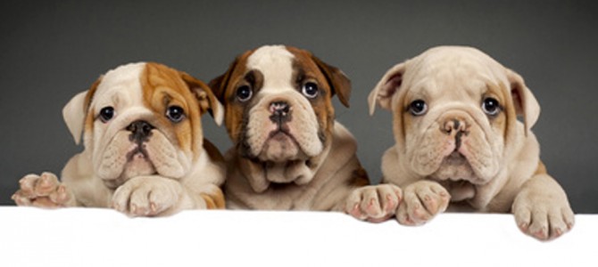 Welpen und Junghunde – ein gutes Team von Anfang an! Welpen und Junghunde – ein gutes Team von Anfang an!