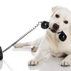 dog_callin