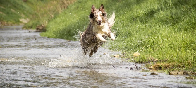 Glücklicher Hund Glücklicher Hund