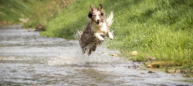 Glücklicher Hund