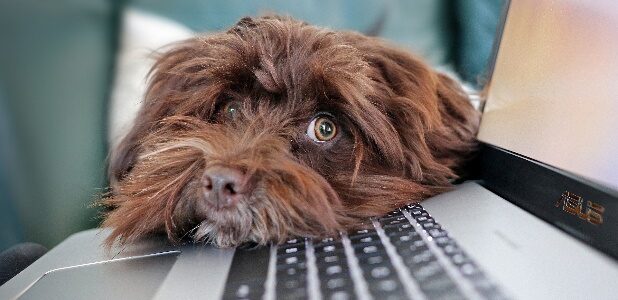 Pandemie-Hunde Pandemie-Hunde